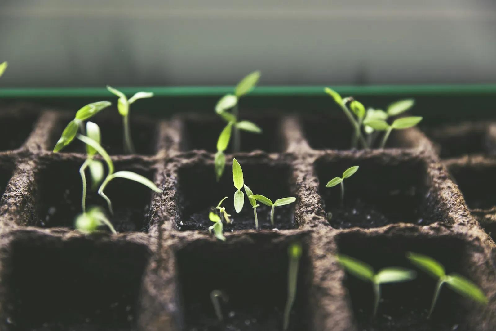 Seedlings sprouting in a tray of soil