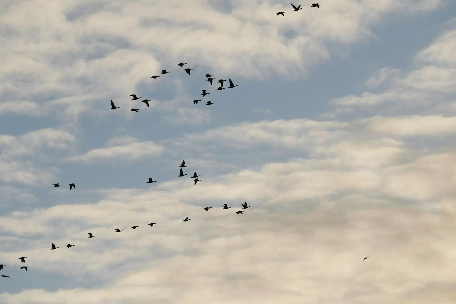 Flock of birds flying in a V formation across a cloudy sky