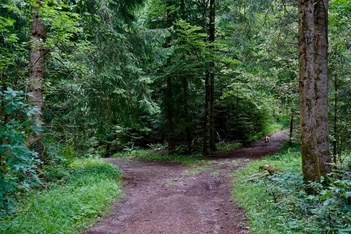 A forest trail splitting into two paths