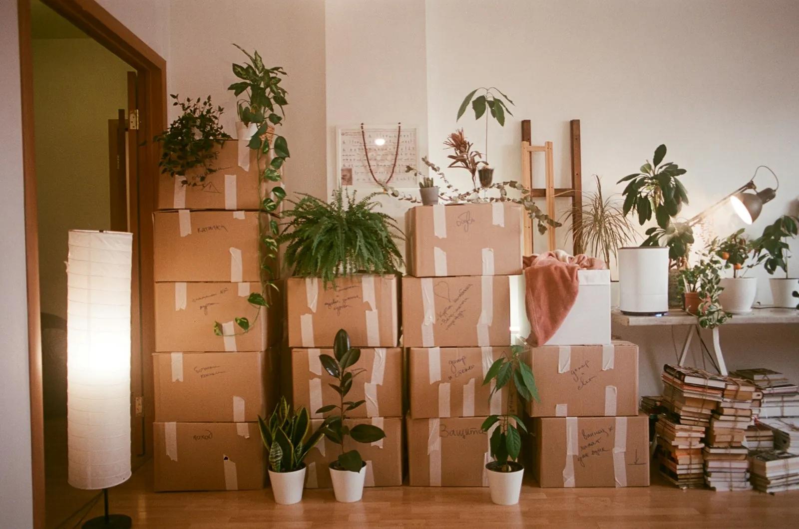 Stacked cardboard moving boxes and houseplants in a room